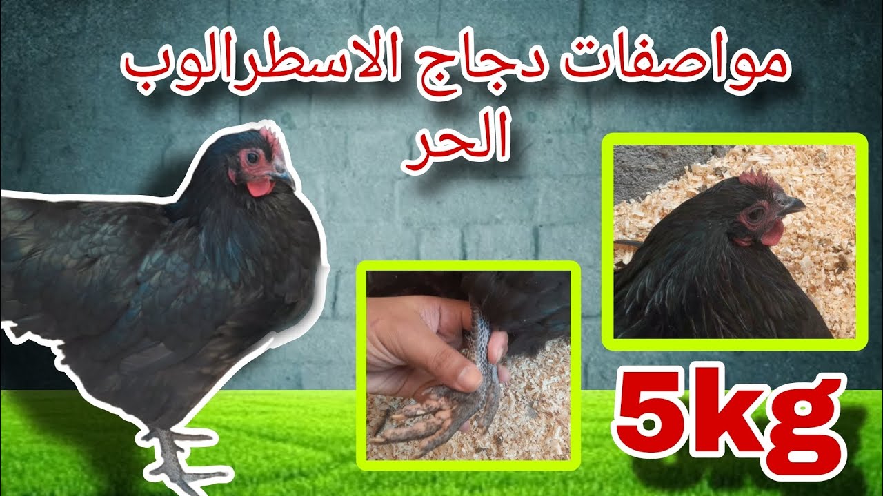 مواصفات دجاج الاسطرالوب الحر؟ ما الفرق بين دجاج الاسطرالوب ودجاج الدجيرسي احدر من النصب😱