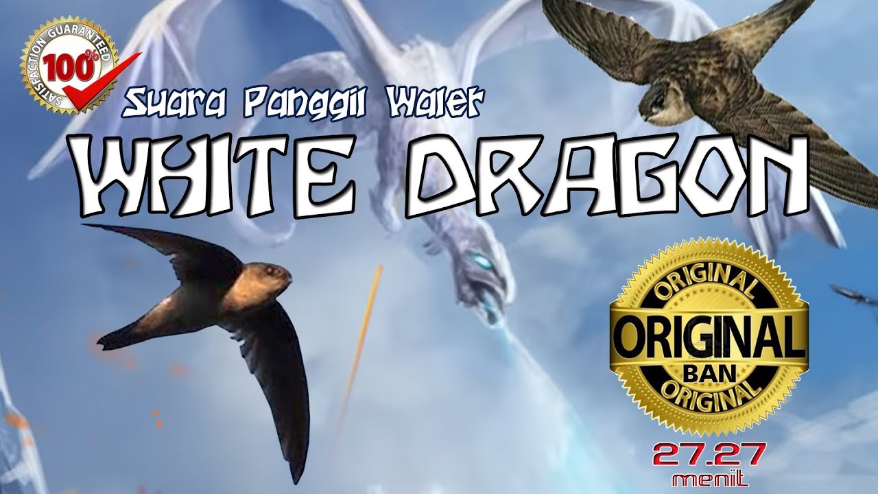 SP WHITE DRAGON 100% Original Open Protect Product BAN External Call Swiftlet