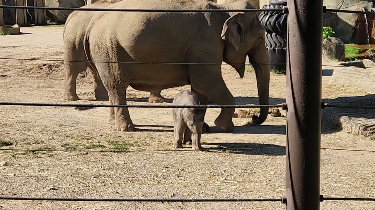 Columbus Zoo baby elephant practices using her trunk