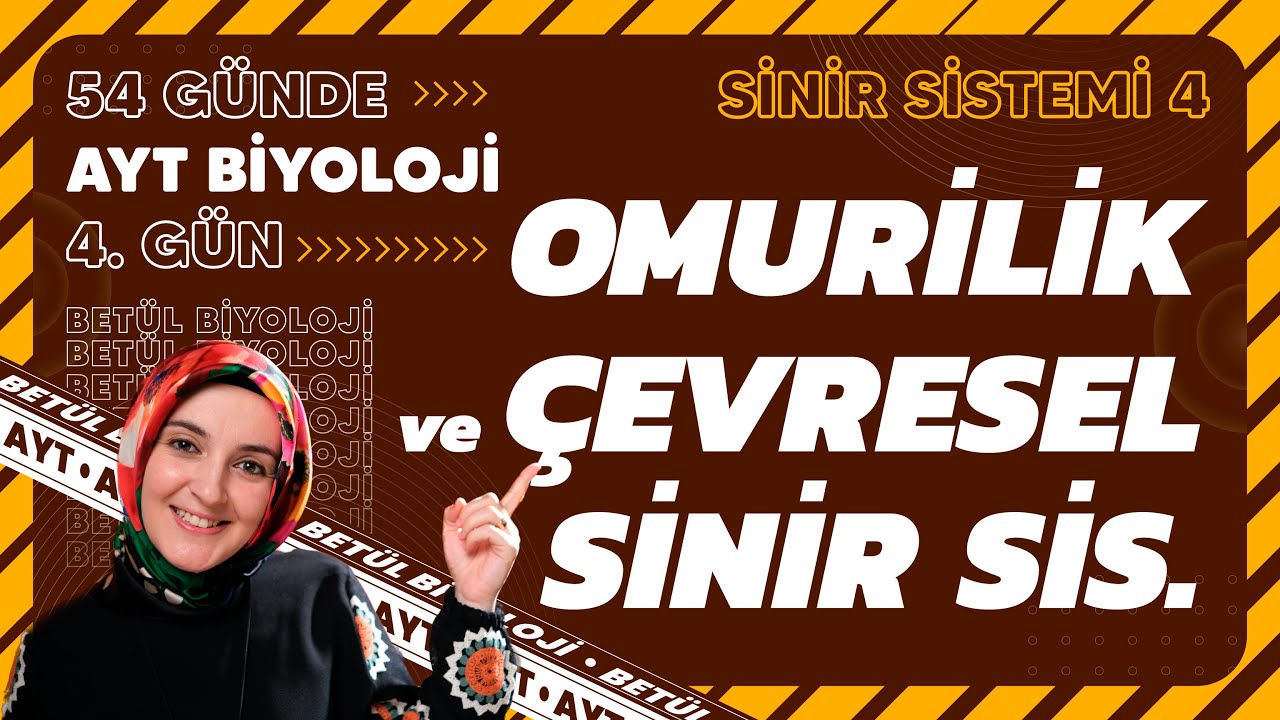 4) Omurilik ve Çevresel Sinir Sistemi | 11. Sınıf Biyoloji | 2024 AYT Biyoloji Kampı 4. Gün