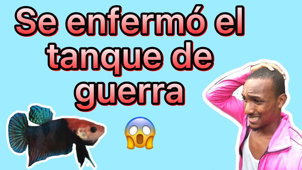 Como curar tu pez bettas paso por paso