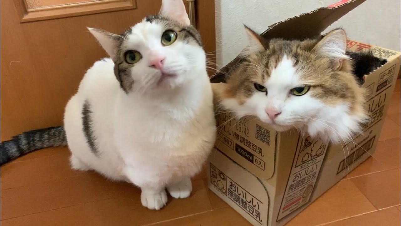 見た目はデカいけど中身は小さい猫