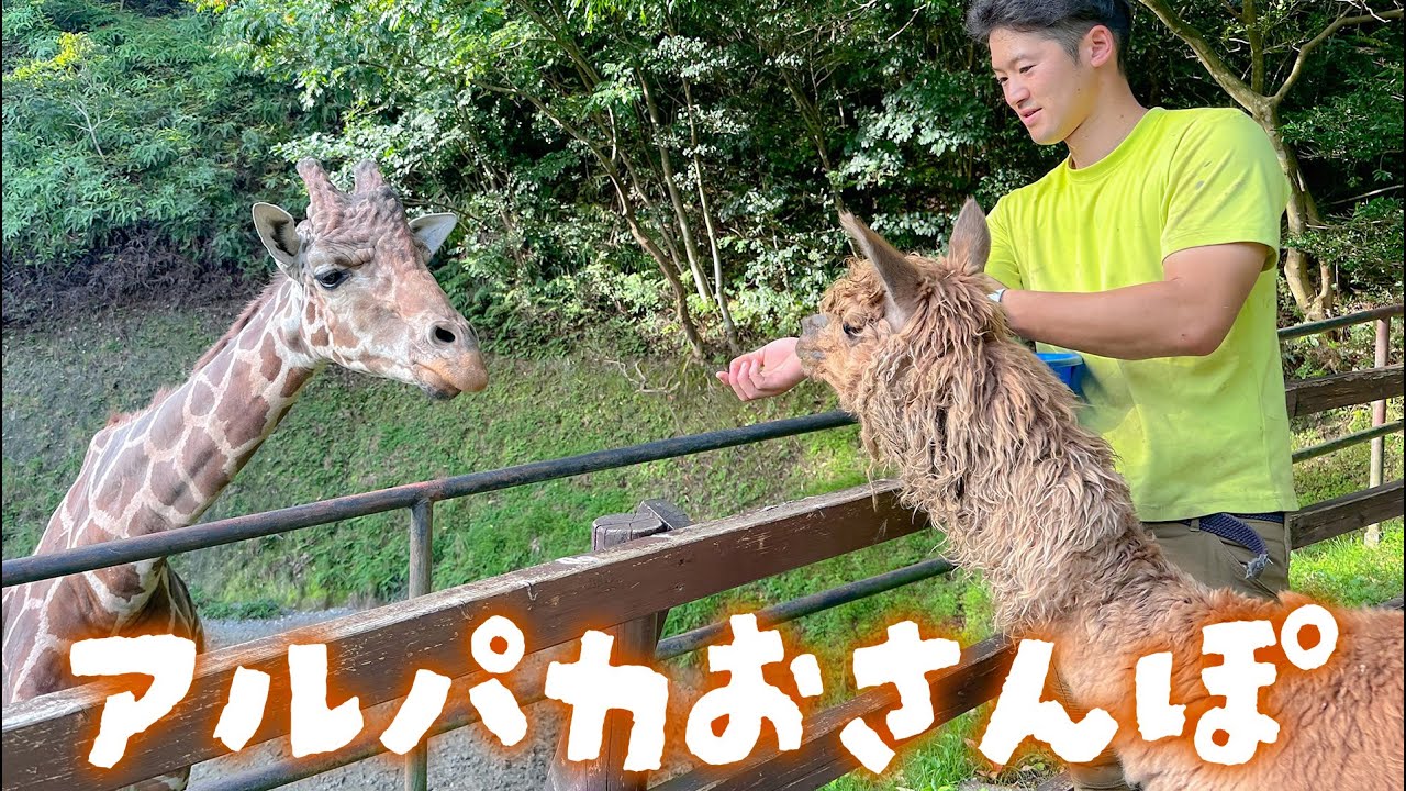 アルパカと園内をお散歩してきました。【作業用にも】