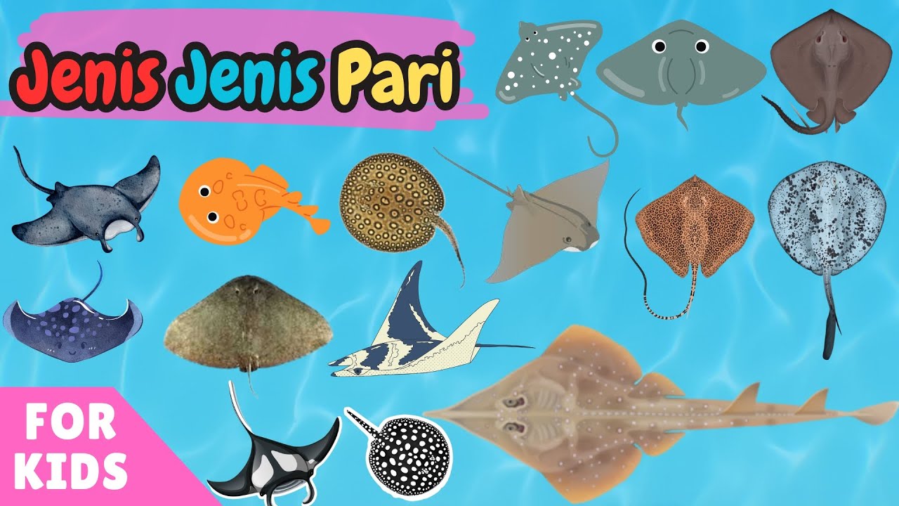 Belajar Mengenal Jenis Jenis Ikan Pari Laut & Air Tawar | Learn 20 Stingrays for Kids