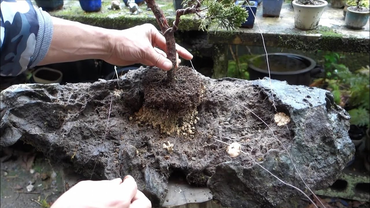 【Bonsai diary】  ♯173 父から譲り受けた石‐甦る寄せ植え石付き盆栽