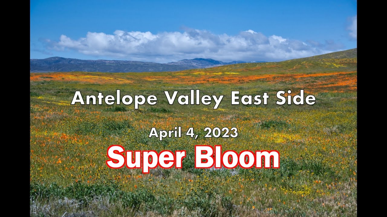 Antelope Valley East Side 4-4-23, HD Super Bloom 2023