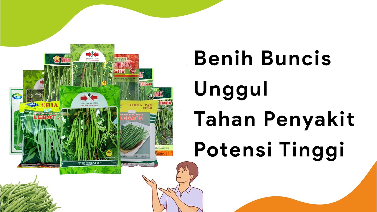 10 Benih Buncis Dataran Tinggi Musim Hujan Unggul