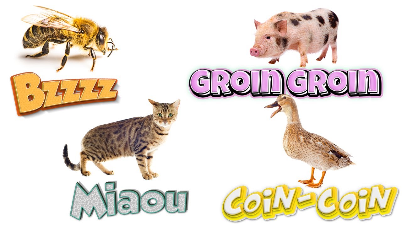 Bruits d'animaux - écouter et apprendre tous les bruits des animaux !