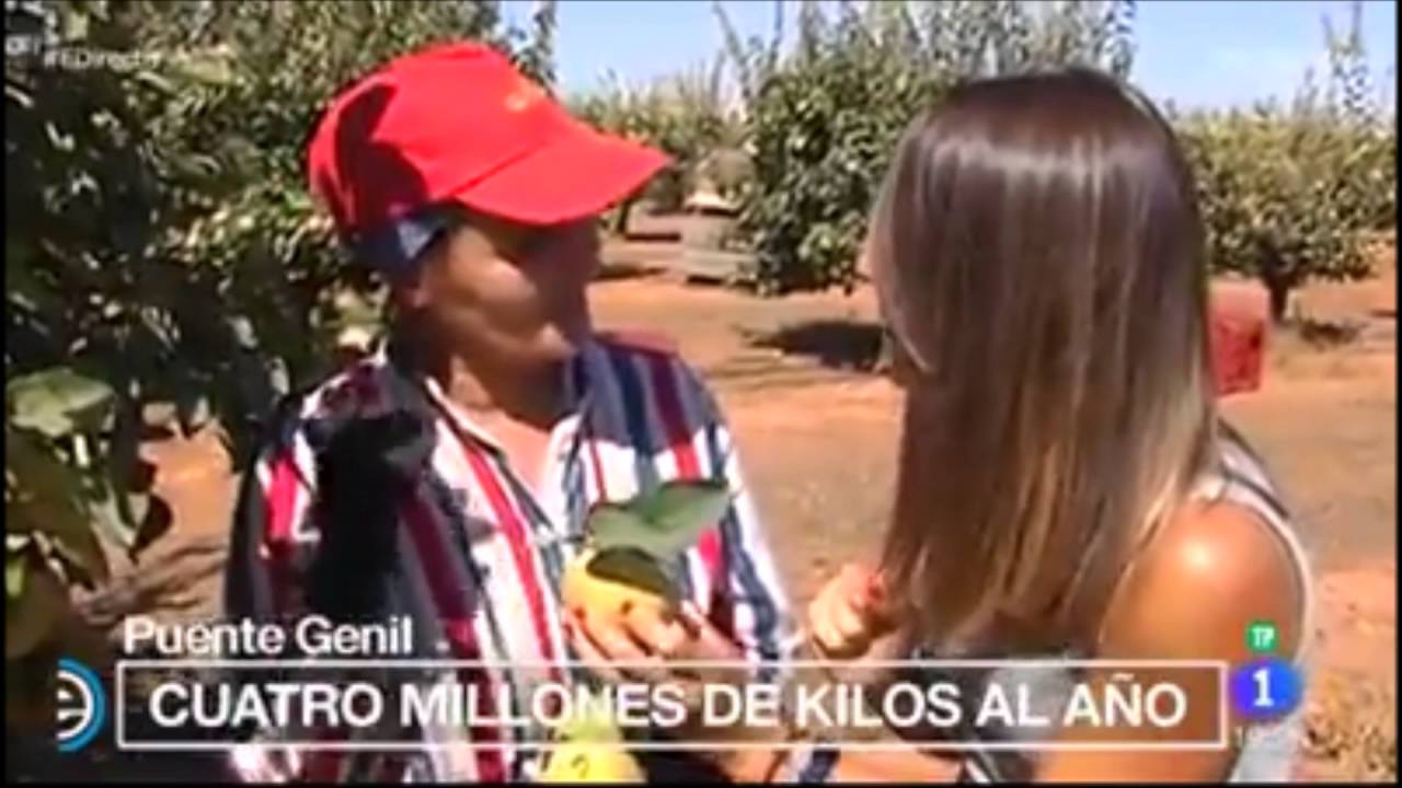 PUENTE GENIL. RECOGIDA MEMBRILLO 2016
