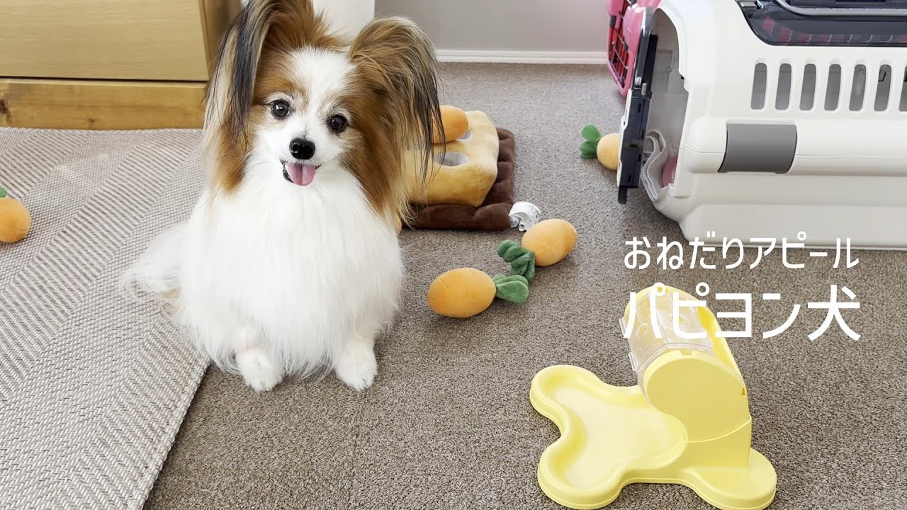 チラ見おねだりアピールが上手すぎるパピヨン犬 #141