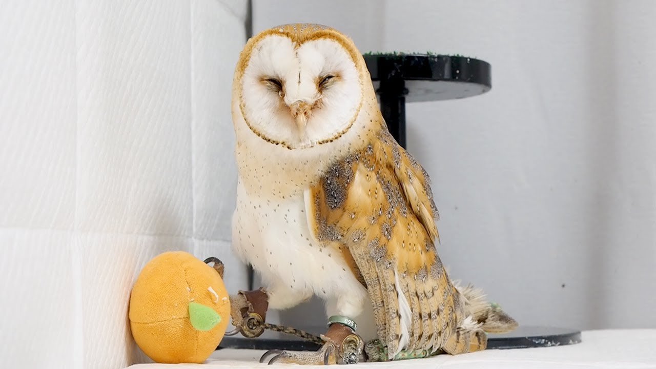 眠そうなフクロウに突然おやつを与えてみると...