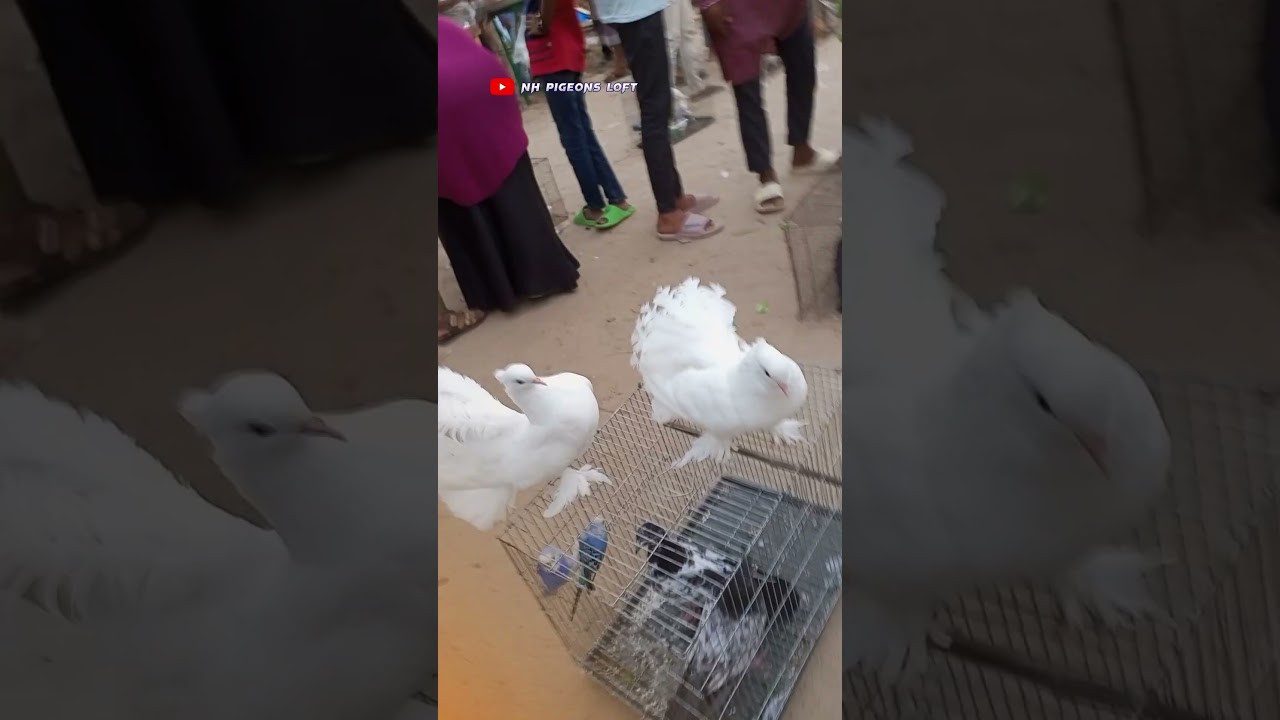 white Lakha kabootar ke status 🥰😲 || #shorts