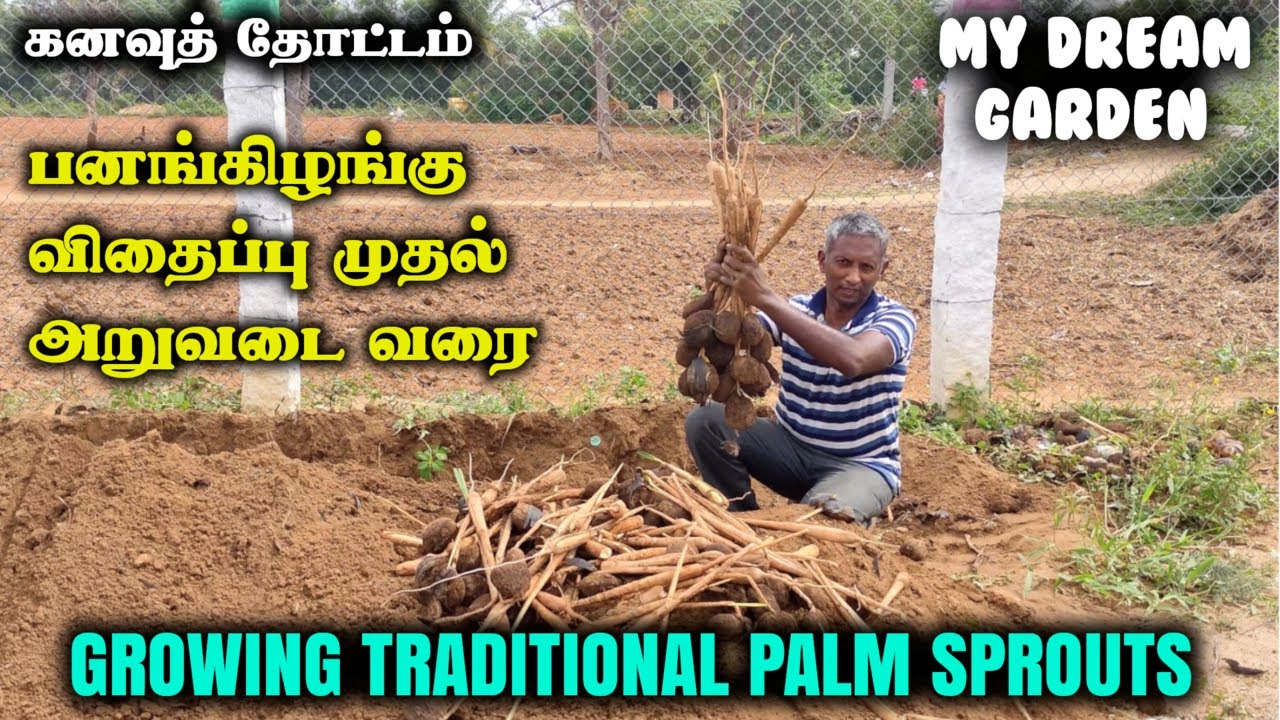 கனவுத் தோட்டம் | அட்டகாசமான பனங்கிழங்கு அறுவடை |  Growing Palm Sprouts in my Dream Garden