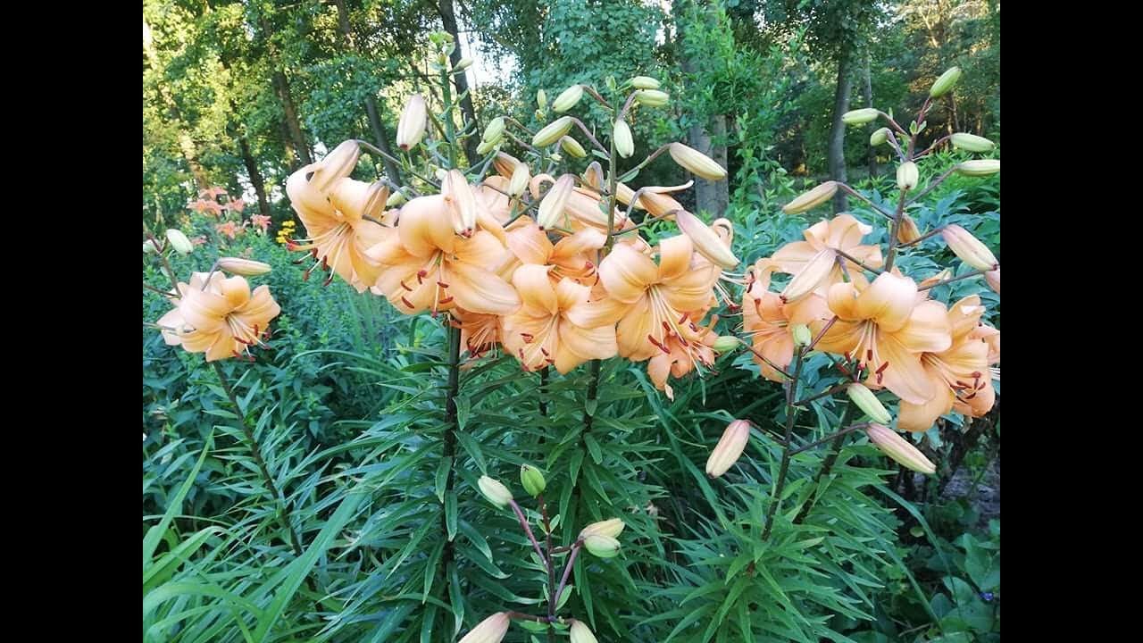 Kiedy i jak rozsadzić lilie? When and how to divide lilies?