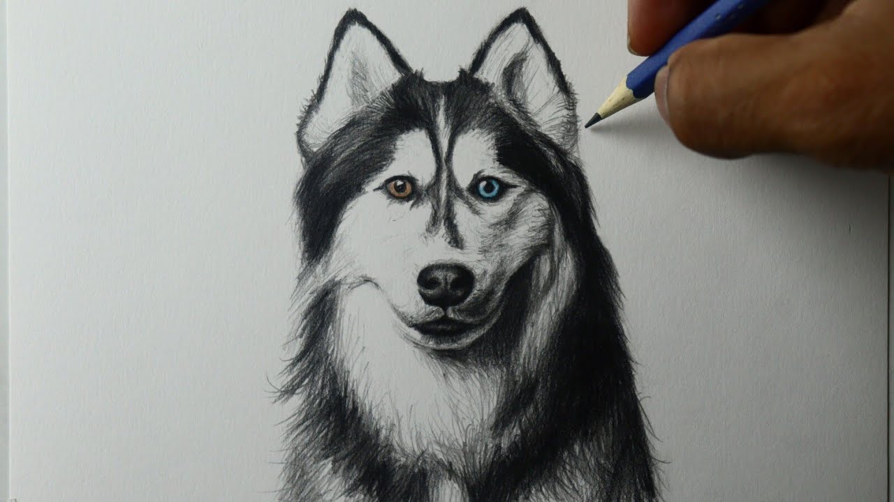 Como desenhar um cachorro I Husky siberiano - PASSO A PASSO - narrado