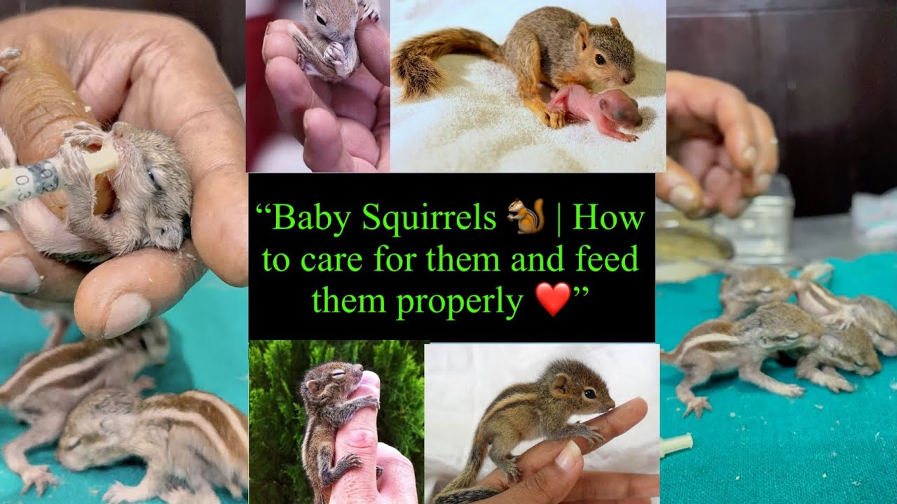 “Baby Squirrels 🐿️ | How to care for them and feed them properly ❤️”|| #babysquirrels #feed #video