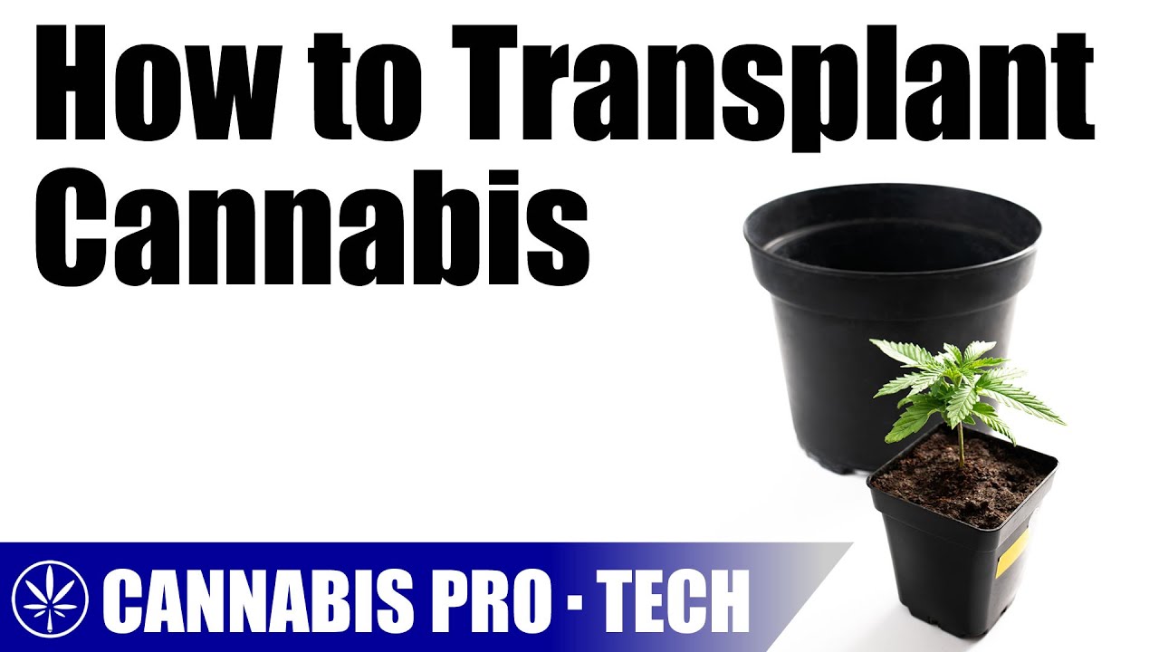 Transplanting Cannabis from Solid and Fabric Pots