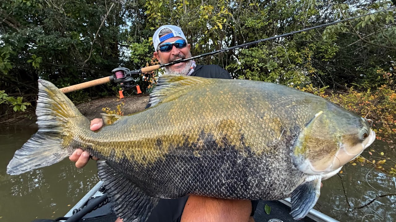 The strength of the fish is unbelievable! Monster tambaqui! Fishing
