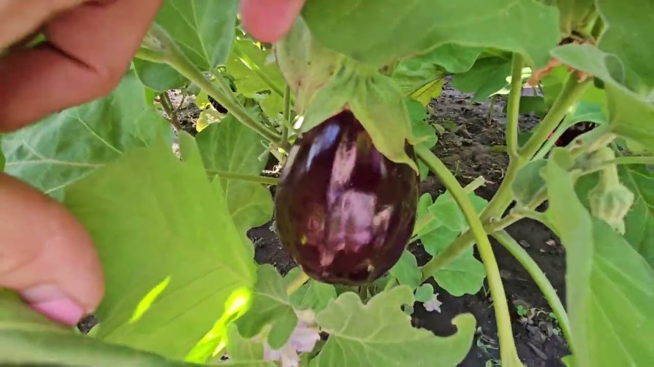 Summer update of my backyard garden 8/25/2025 