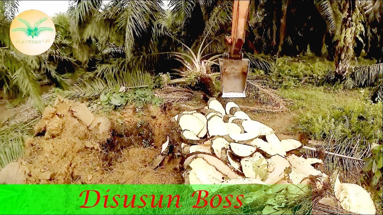 #2 Replanting Oil Palm   Close Up Chipping Process by Hitachi - Planters Life