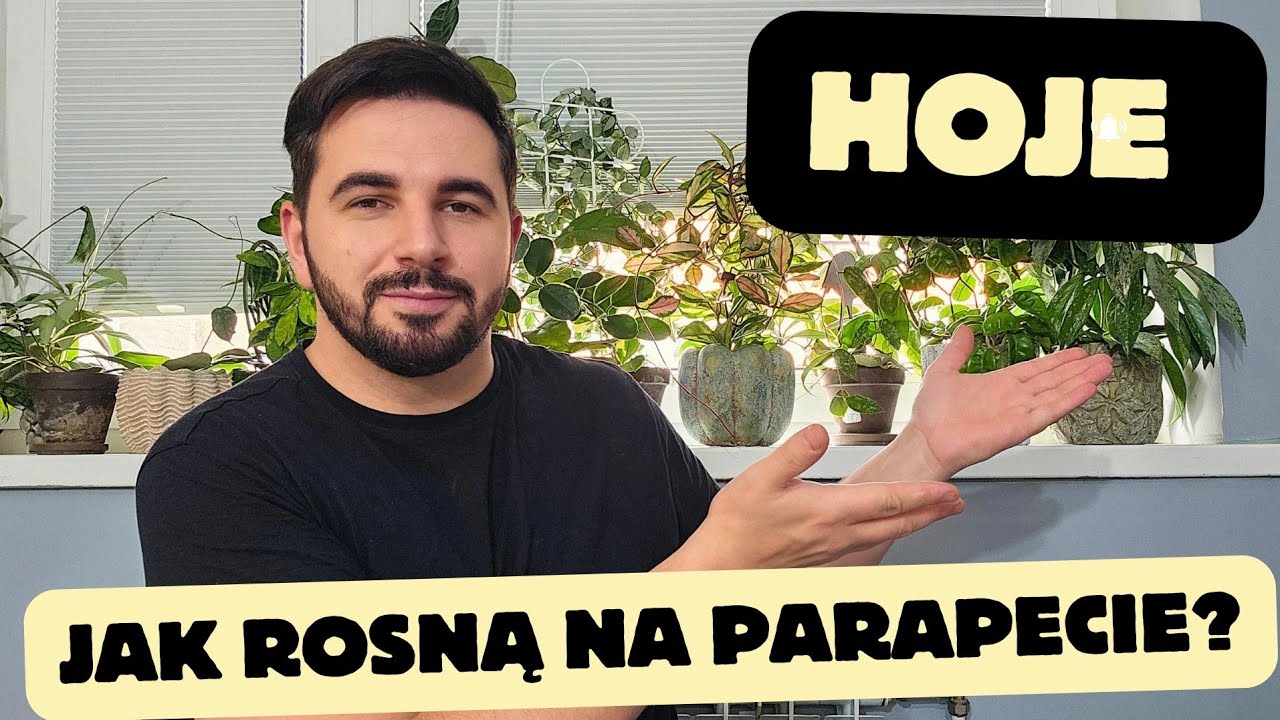 Moja Kolekcja Hoji 🌿 Duże okazy / Przegląd Parapetu