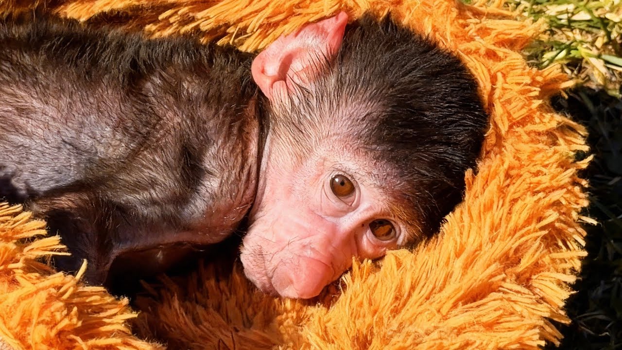 СМЕЮСЬ ДО УПАДА! Николь ЗАГОРЕЛА, а Анфиса просто СХОДИТ С УМА!