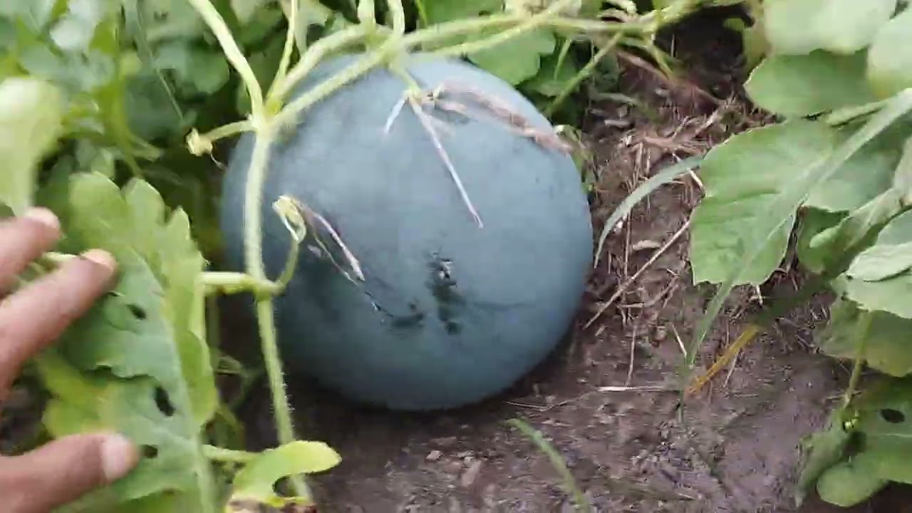 Kurang 1 Minggu semangka 🍉 siap panen 👌