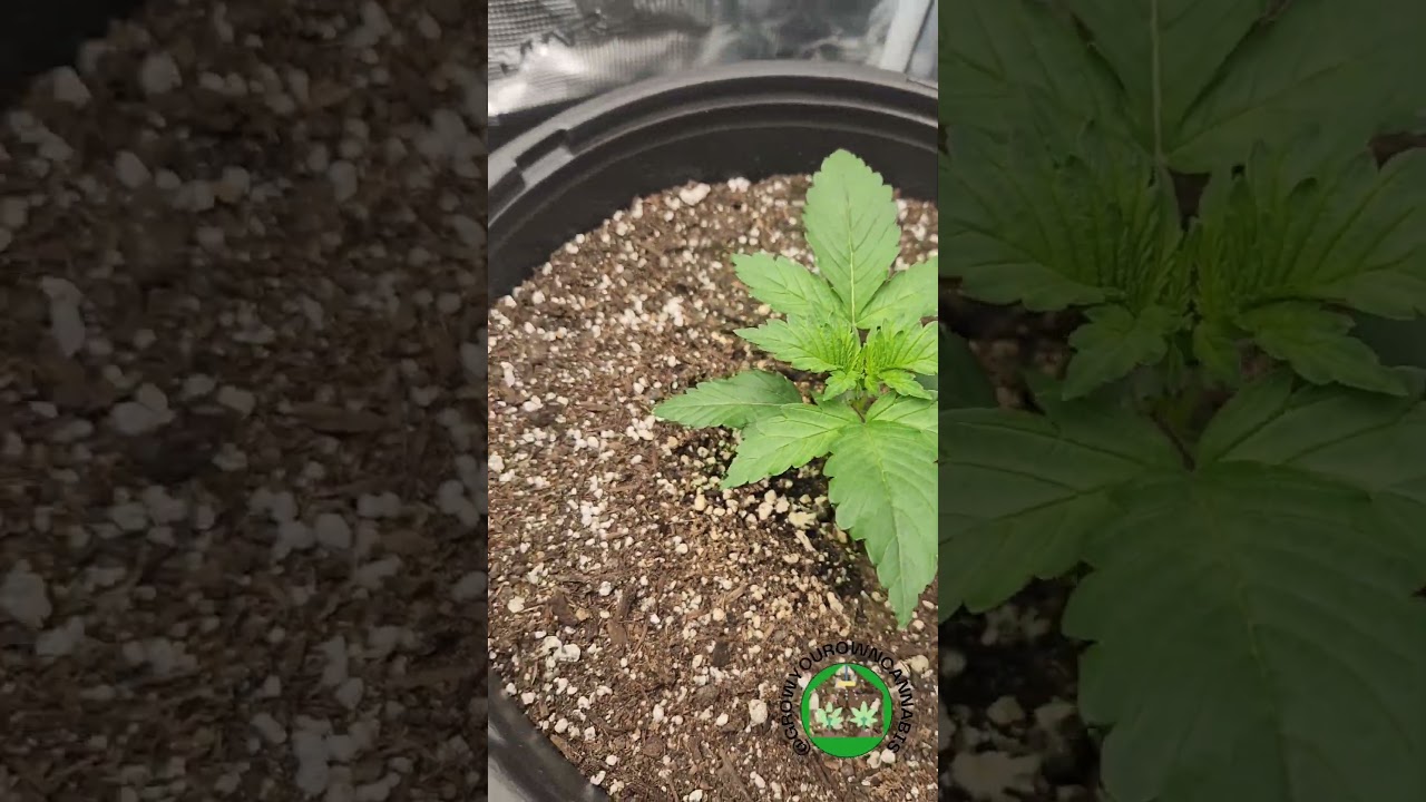 First Time Growing AutoFlower #cannabiseducation #homegrown