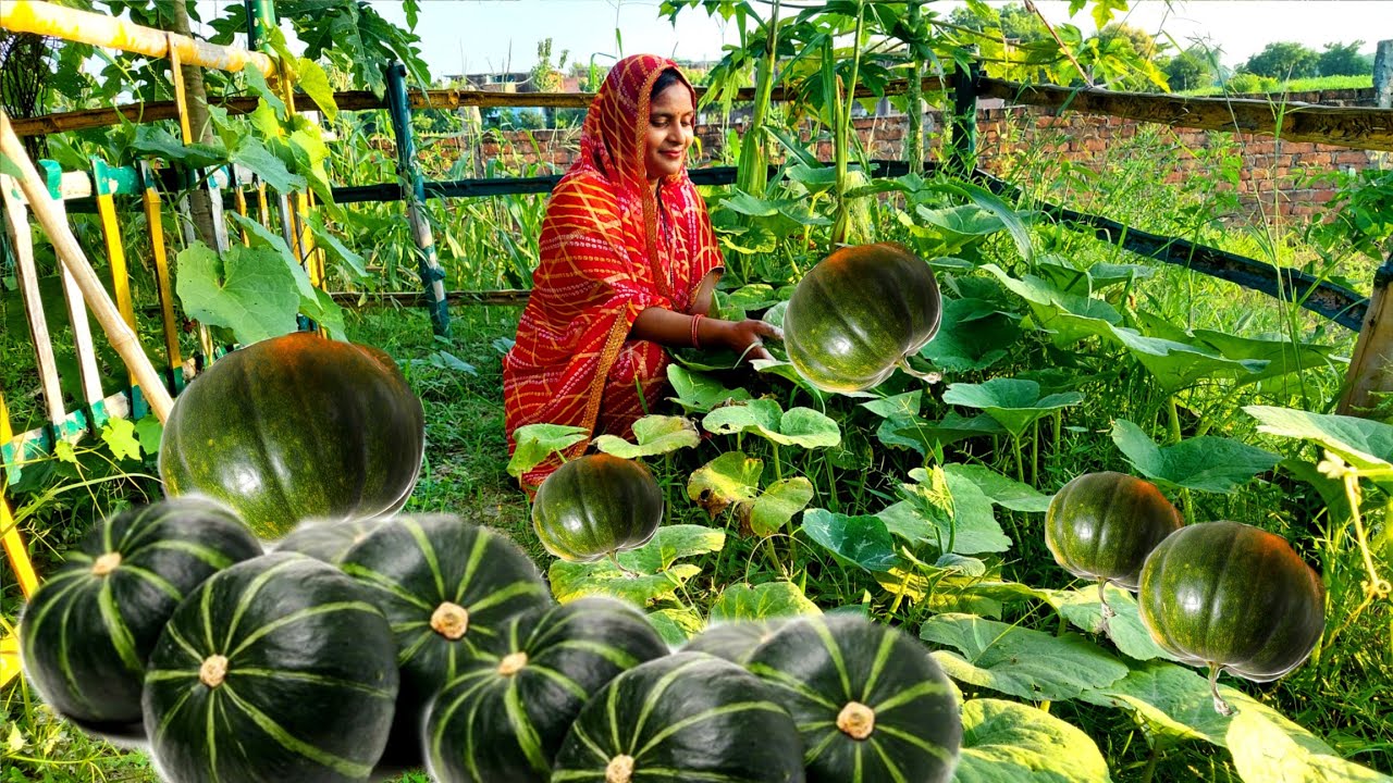 बरसाती कोहड़ी के पहले फर की काबुली चना के साथ बनाया हमने स्वादिस्ट सब्जी जो चुटकियों में चट हो गयी😋