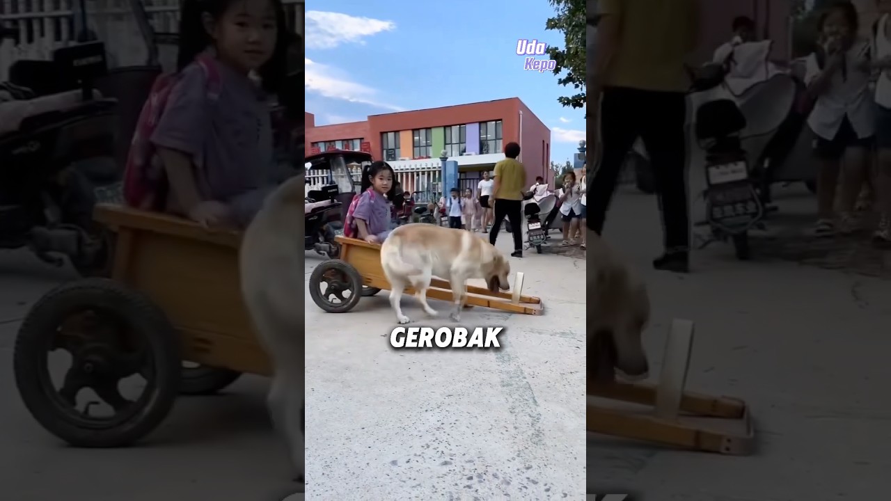 Anjing pintar membawa gadis ini dengan gerobaknya