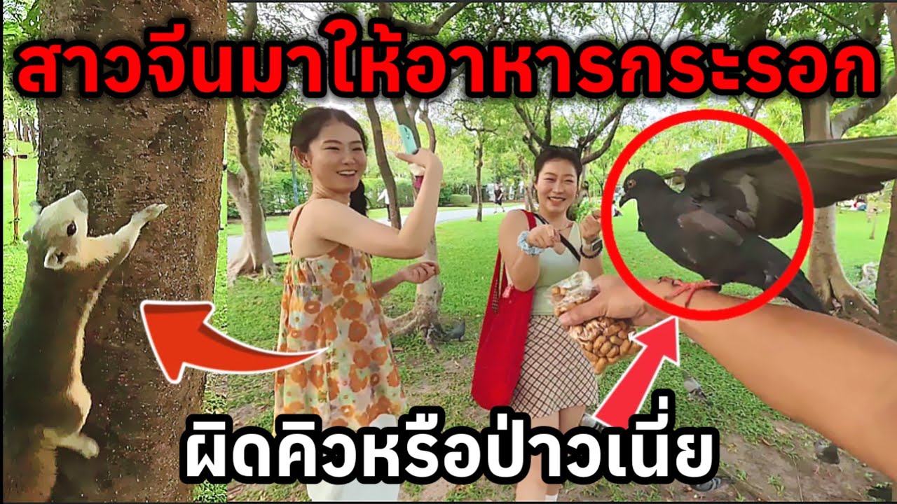 นักท่องเที่ยวสาวชาวจีนพาเพื่อนมาให้อาหารกระรอกแต่กลับผิดคิวเริ่มโด่งดังใหญ่แล้วกระรอกสวนจตุจักร