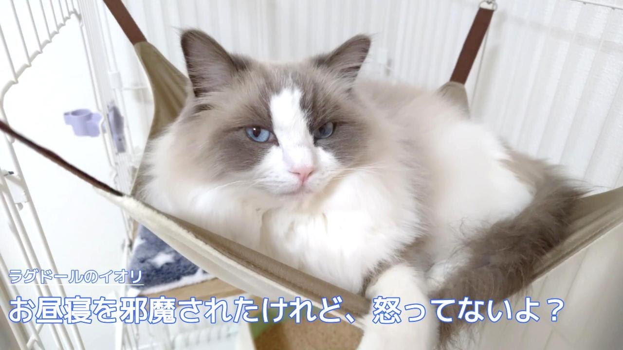 【ラグドール】お昼寝を邪魔されたけど、怒ってないよ？