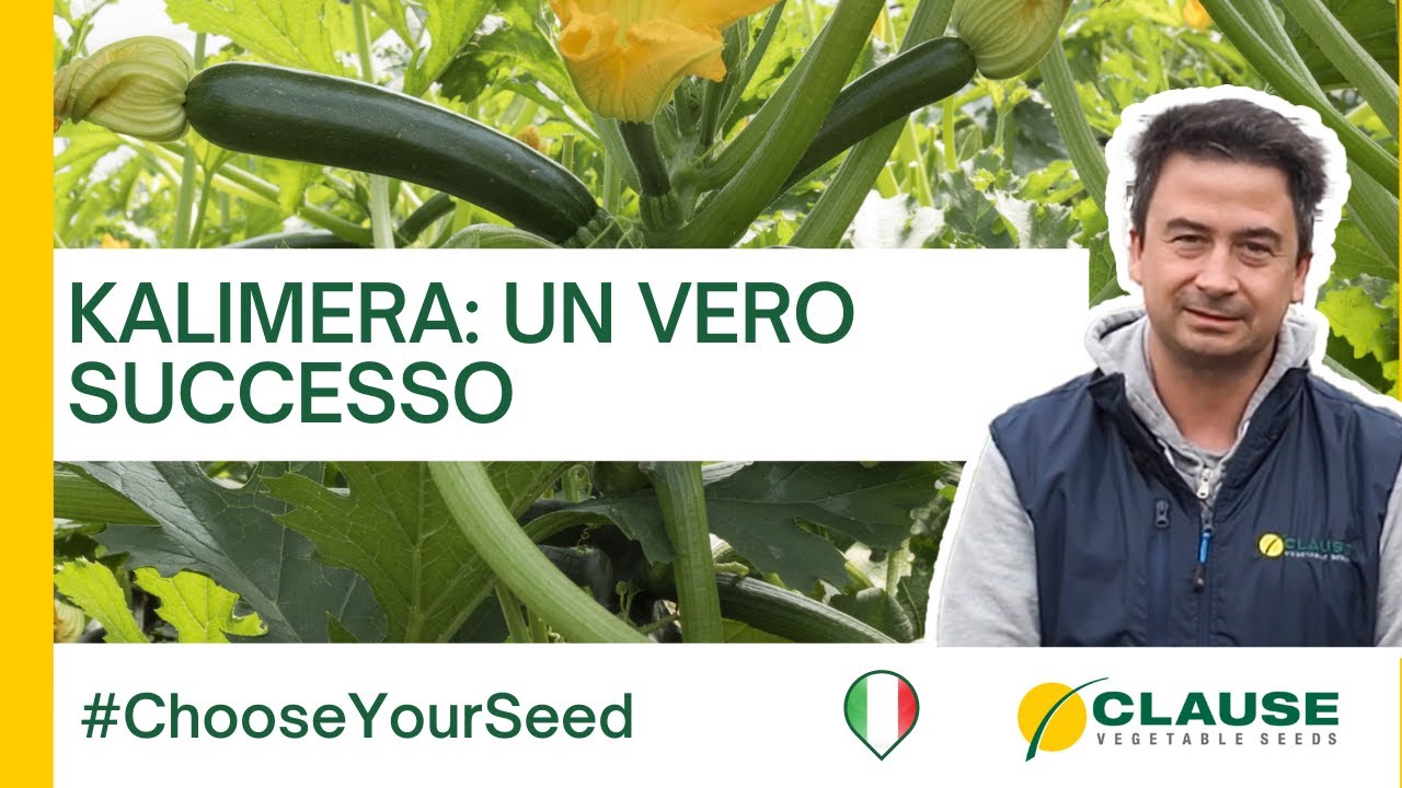 Zucchino KALIMERA: che cosa ne pensano i produttori di Latina? - #ChooseYourSeed | HM.CLAUSE