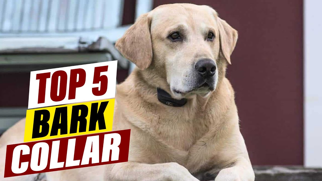 Best Bark Collars for Large Dogs: Effective Training Solutions