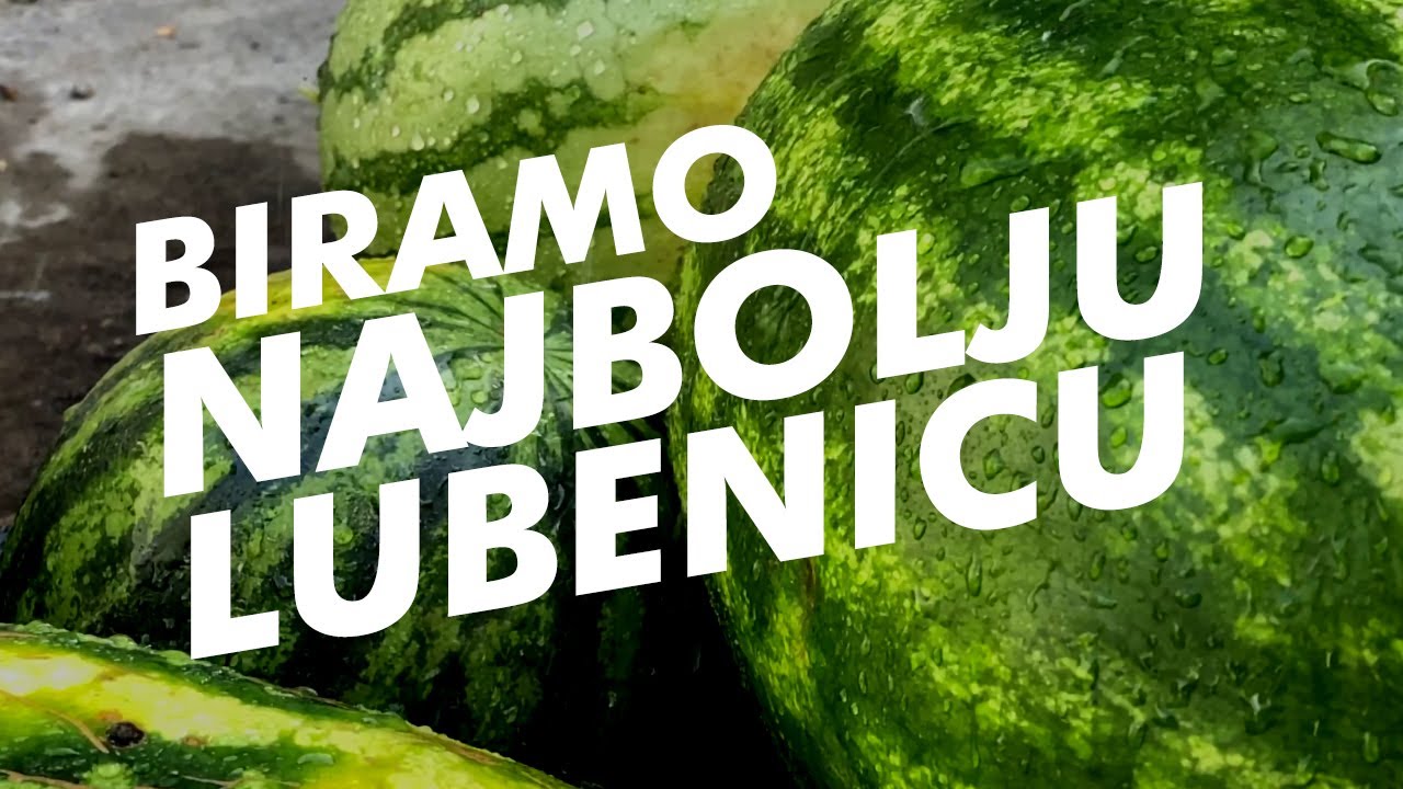 BIRAMO NAJBOLJU LUBENICU U SRBIJI