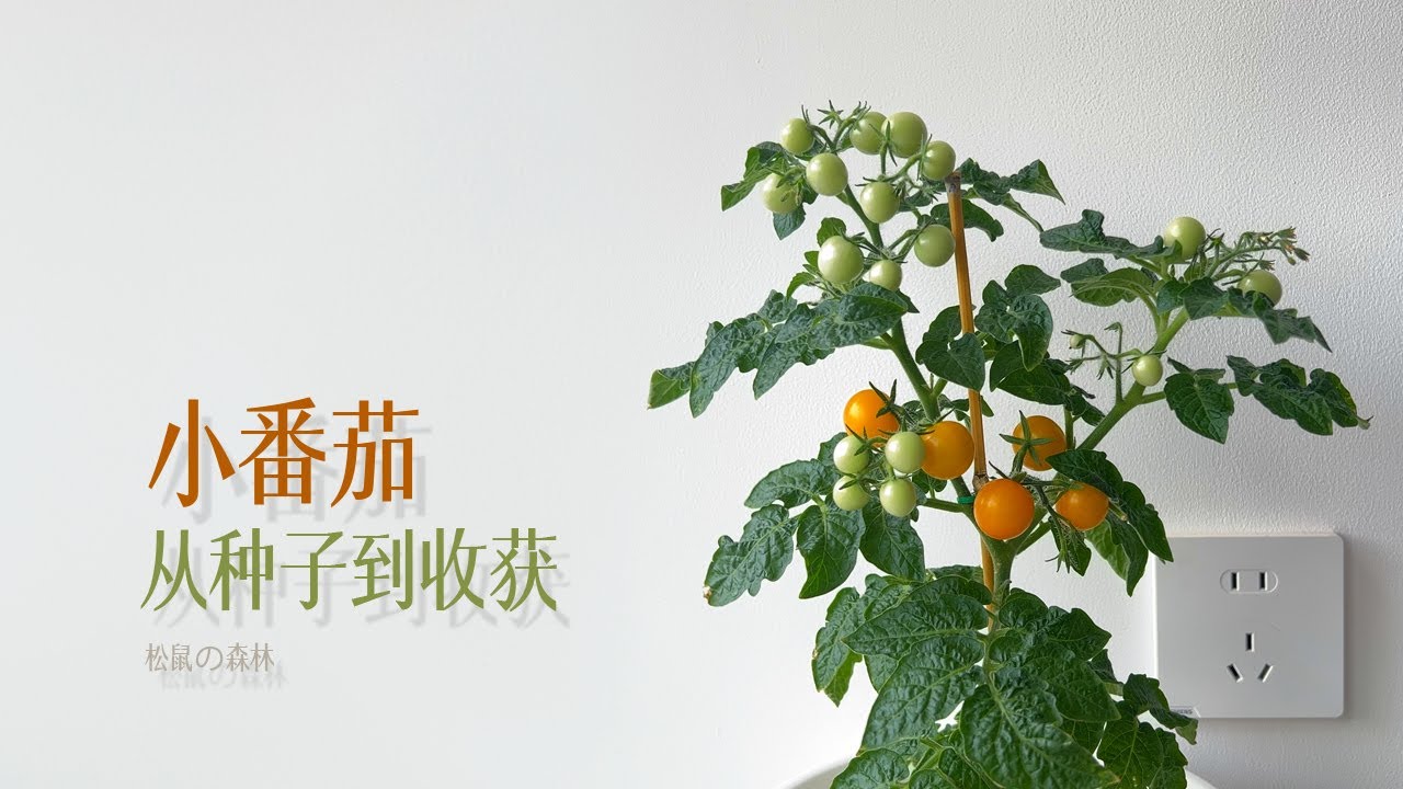 室内如何种植小番茄 从种子到收获