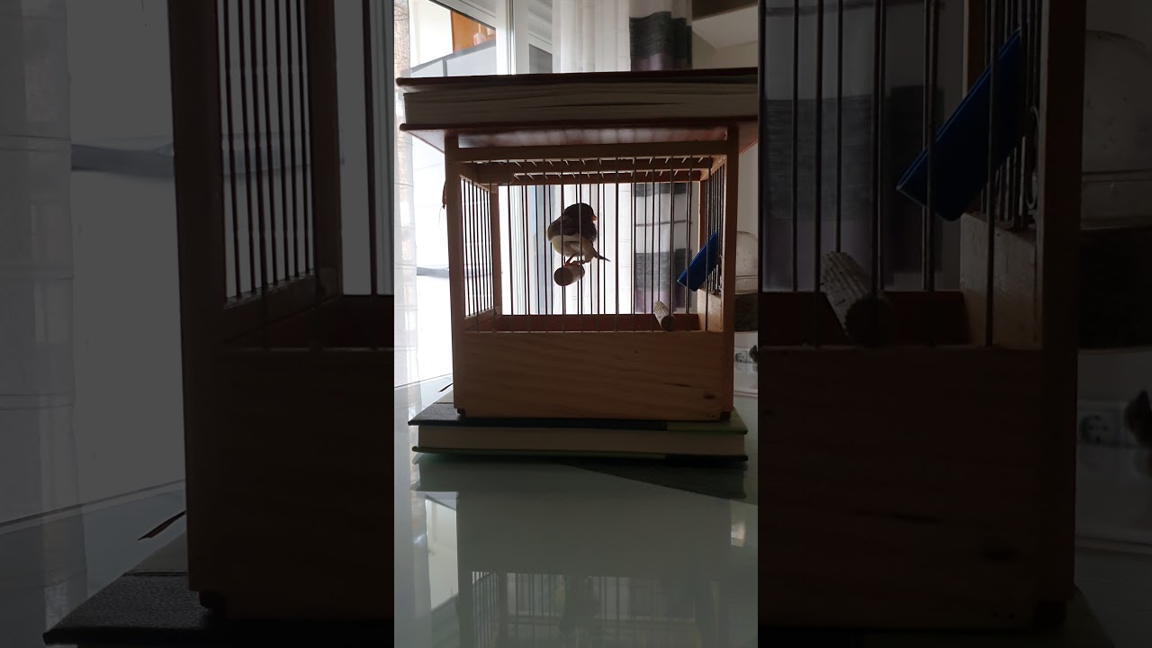 Canario floreado 2019. El Conjuntas 91 puntos... (24 en conjuntas). Javier Caballero