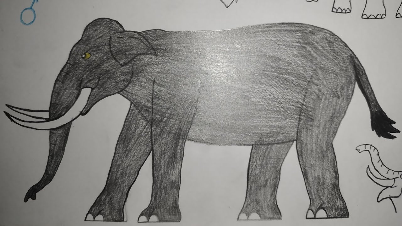 Sound Effects-Zinc Grey The Sumatran Elephant