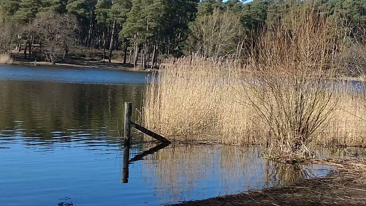 FRENSHAM LITTLE POND