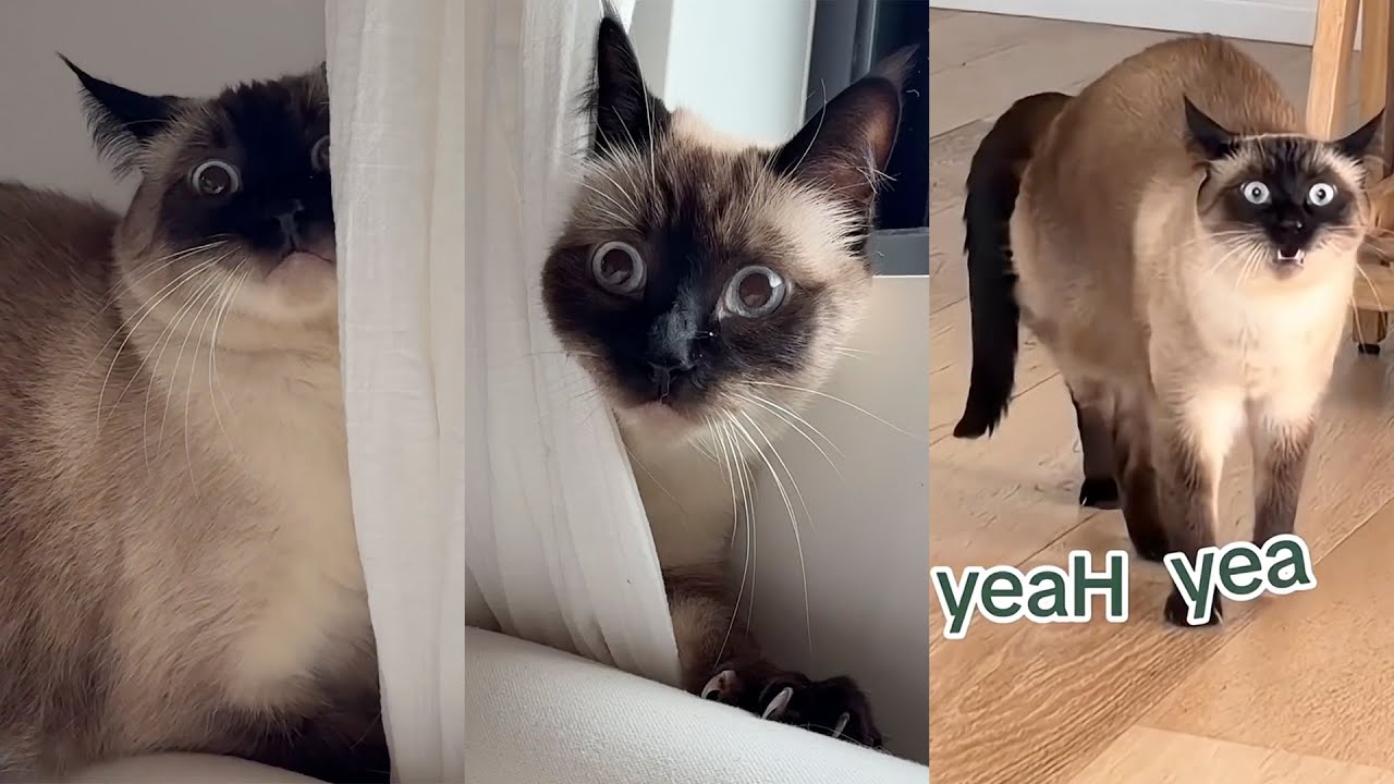 Talking Cat Gets Mad - Merv the Cat Shorts Video Compilations