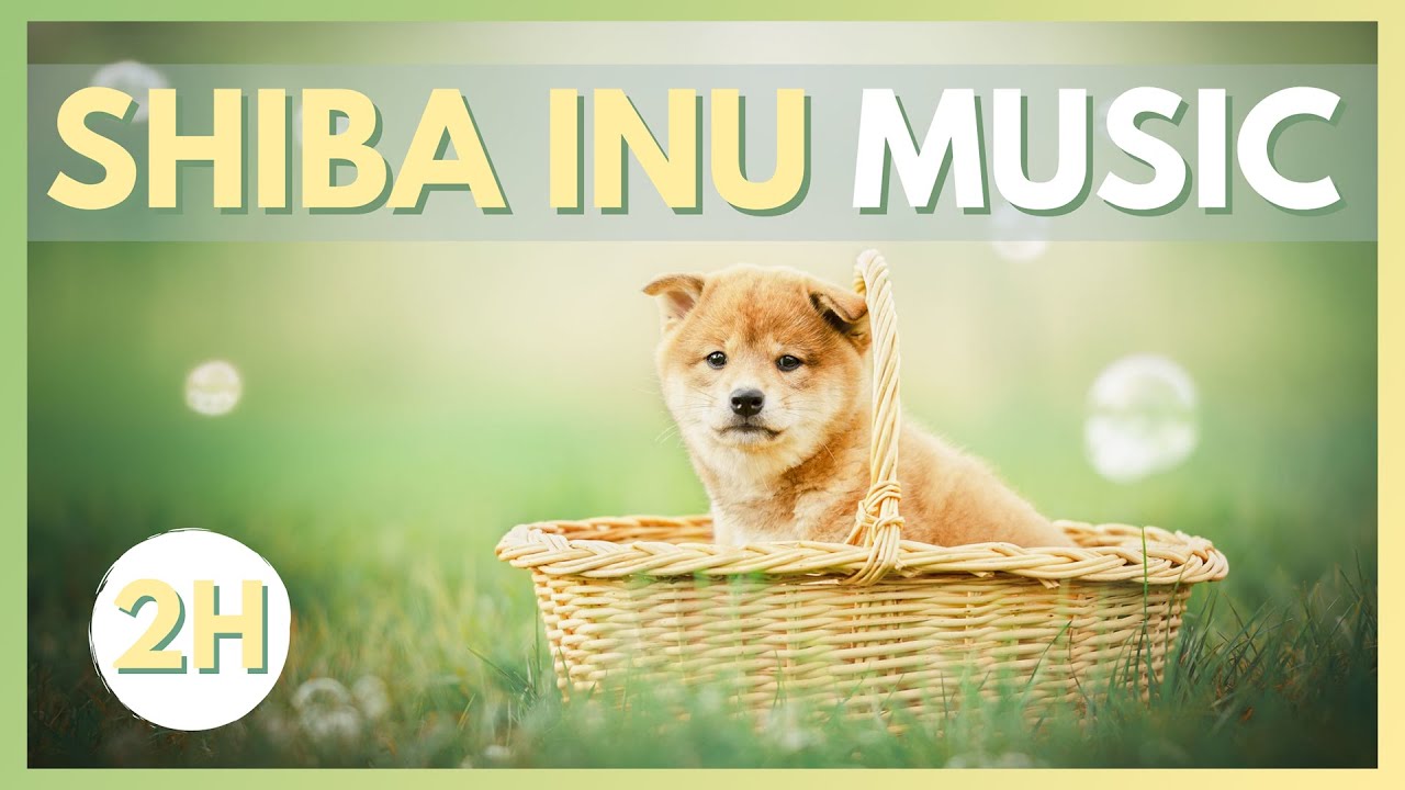 Dog Music for SHIBA INU! The Best Relaxing and Sleepy Soundtracks! - Dog Radio