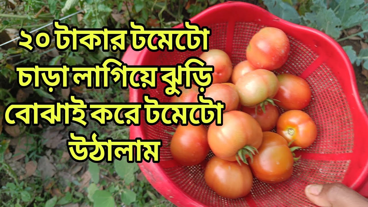 ২০ টাকার টমেটো চাড়া লাগিয়ে ঝুড়ি বোঝাই করে টমেটো উঠালাম || Krishi Poribar Vlog 