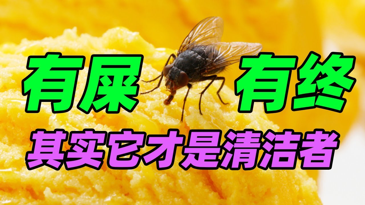【屎命02】苍蝇除了在你的食物上吐口水它们还做了什么?