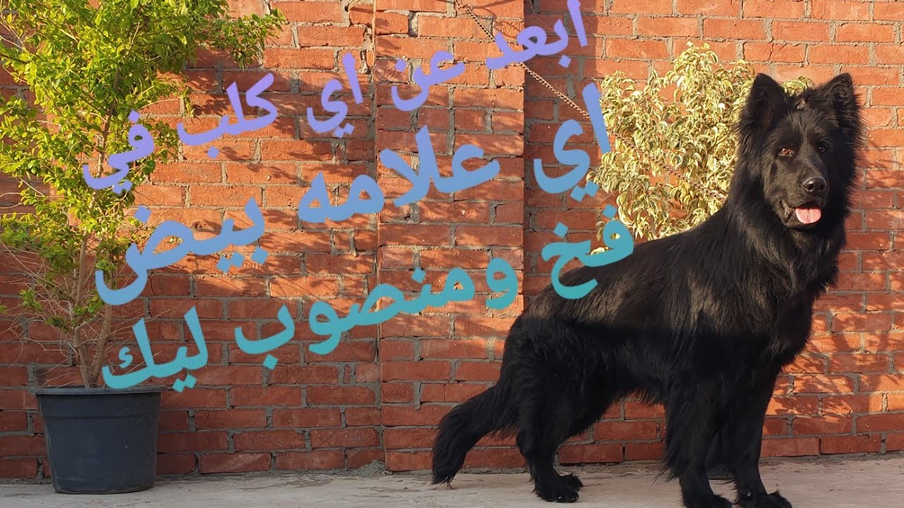 #وجود ابيض في الكلب @ابعد عنه بسرعه هتقع في فخ كبير فضلا وليس امرا اشتراك في القناه وتفعيل زر الجرس