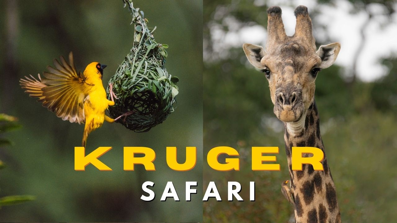 THE KRUGER NATIONAL PARK // Self drive Safari, Balule and Satara rest camps