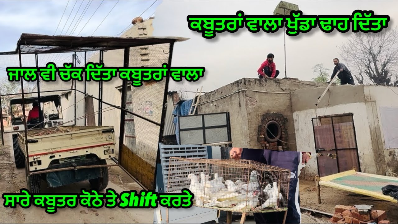 ਕਬੂਤਰਾਂ ਵਾਲਾ ਖੁੱਡਾ ਢਾਹ ਦਿੱਤਾ ਜਾਲ ਵੀ ਚੱਕ ਦਿੱਤਾ ਸਾਰੇ ਕਬੂਤਰ ਕੋਠੇ ਤੇ Shift ਕਰਤੇ #trending#pigeon #pigeon