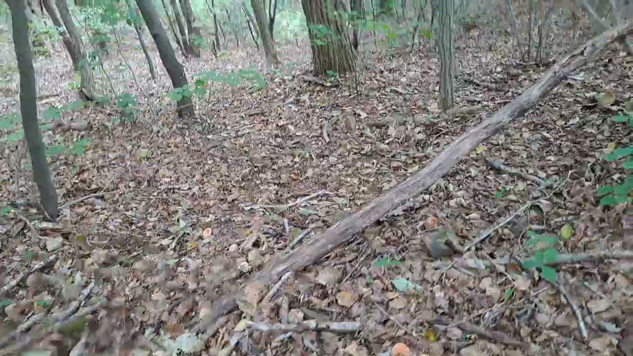 능이버섯산행