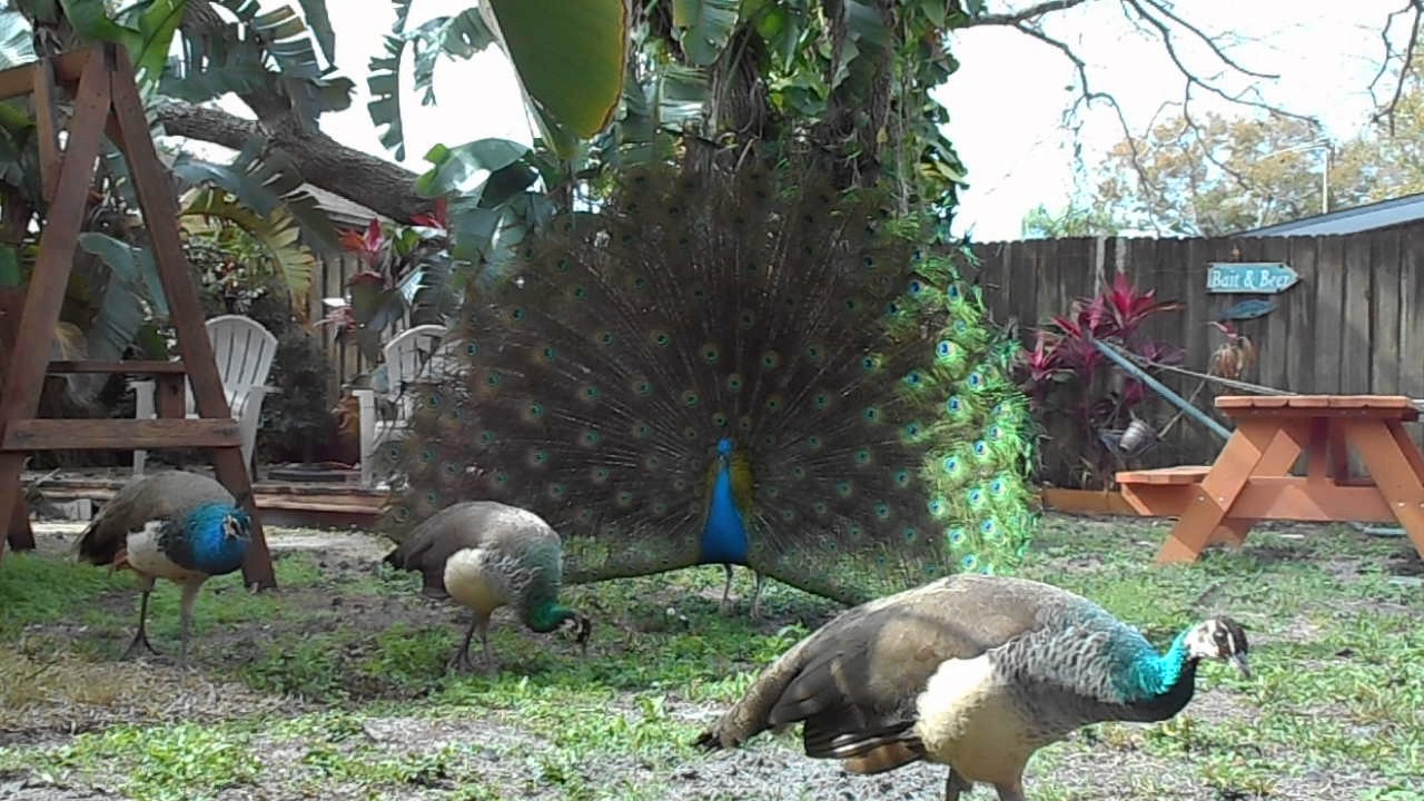 peacock video shaking those tail feathers