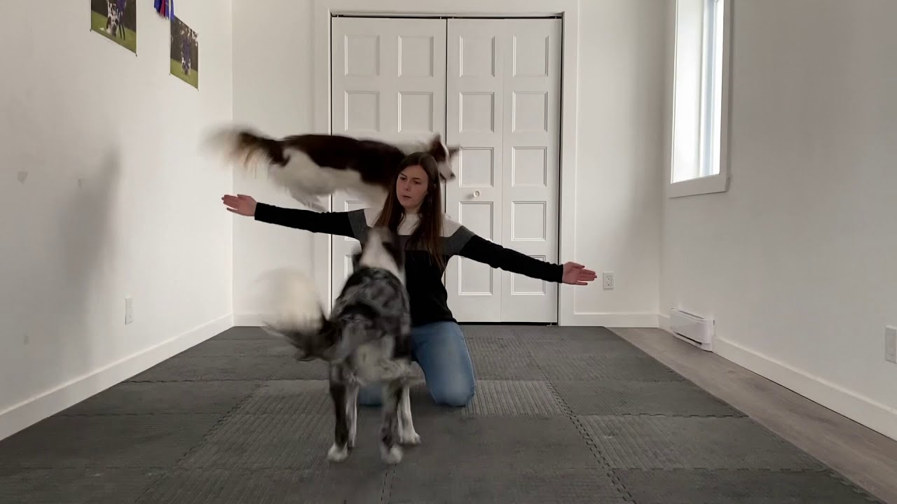 Amazing dogs tricks