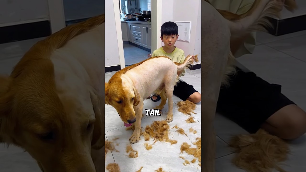 Boy Trimmed Half of His Dog&rsquo;s Hairs #shortsvideo
